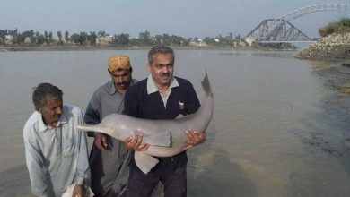 Photo of WB Expert calls for yearly survey of Indus Blind Dolphins