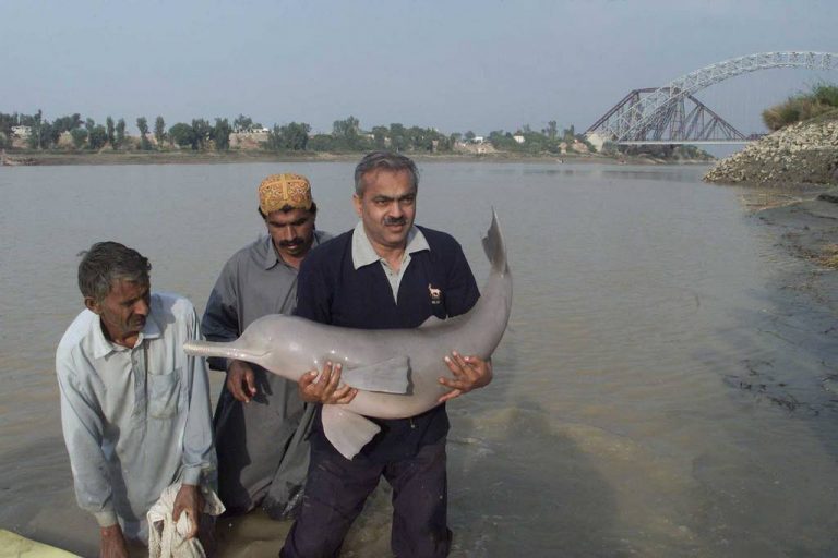 WB Expert calls for yearly survey of Indus Blind Dolphins