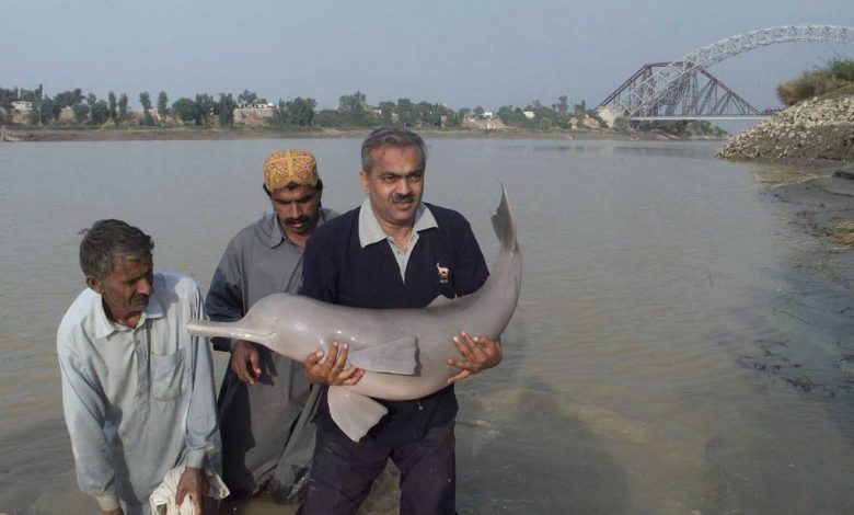 Indus-Dolphin-2 File Photo
