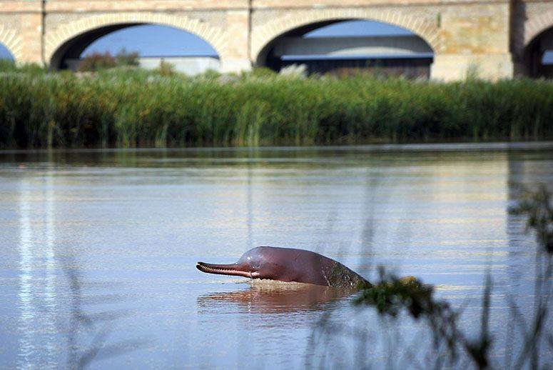 Indus-Dolphin