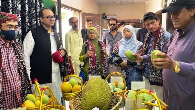 Photo of Experts at MH Panhwar Farms are researching on low-sugar mango verities