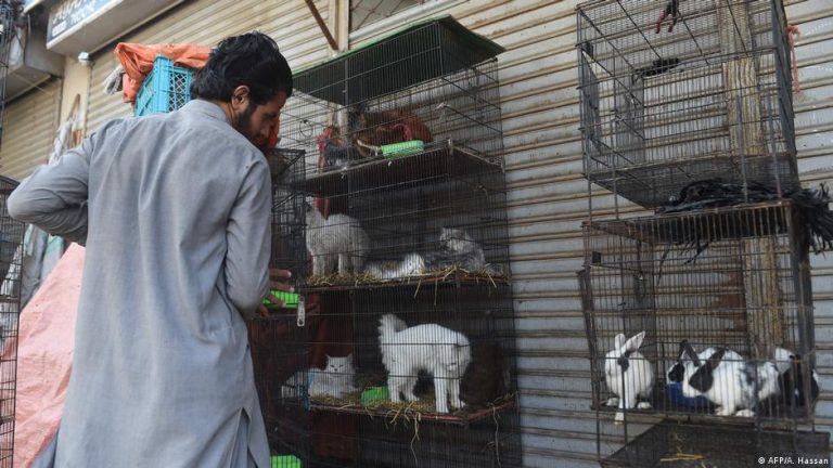 Animal-Sale-Pakistan
