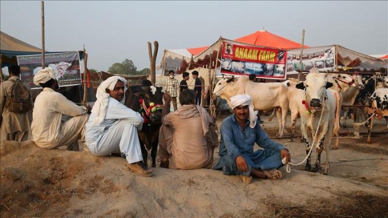 Rising prices dampen sales of sacrificial animals in Pakistan