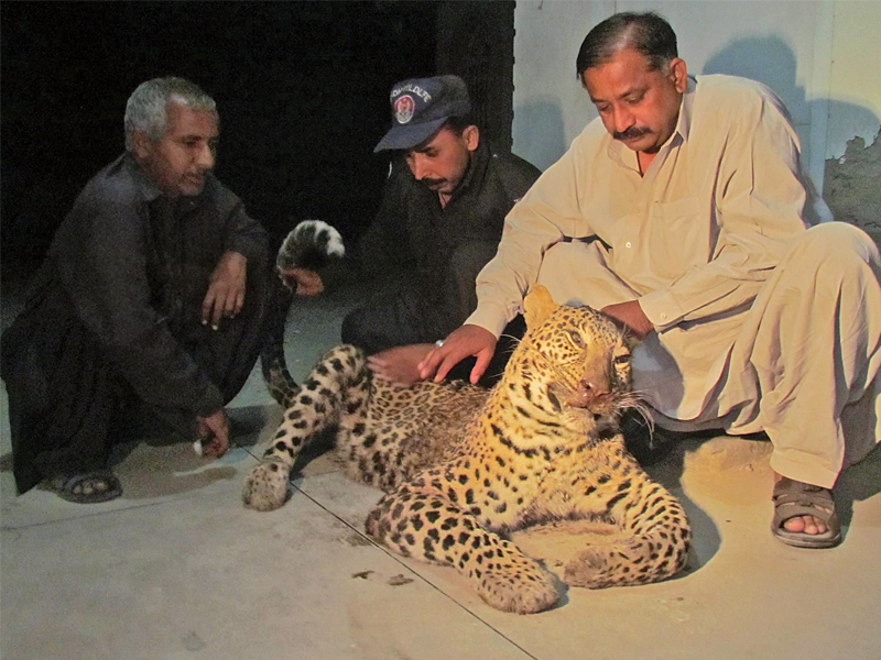 Leopard gunned down in a village near Shah Bello in December 2013