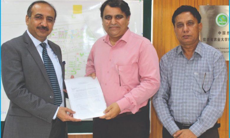 SAU-Palm-Tree-Plantation-Sindh-Courier