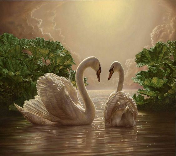 Swans-1