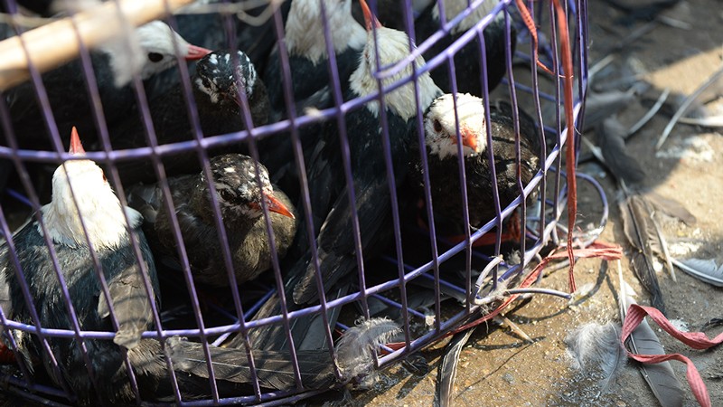 Wild birds are sold for food at a market in Vietnam.