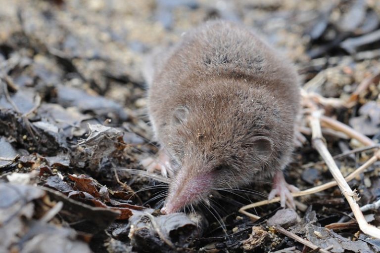 1-Scientists think some species of shrew are carriers of Langya virus