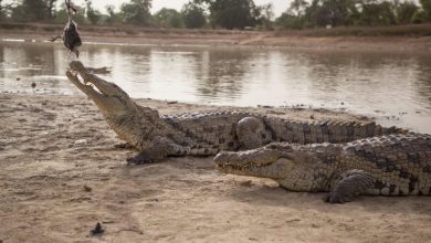 Photo of Crocodiles: The Magar Machh and the Gharial