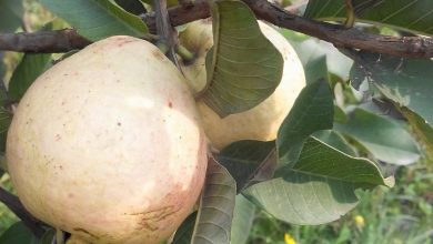 Photo of Flood water, mealy bug causing damage to Guava Groves in Sindh