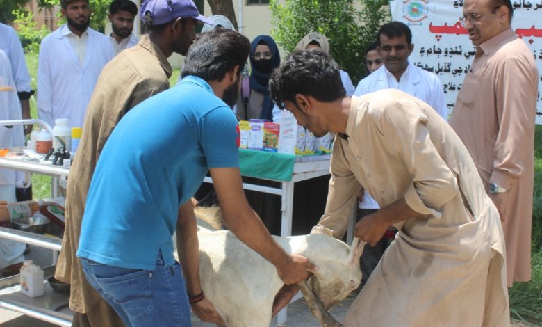 Photo of Sindh Agri University sets up Mobile Veterinary Team for treatment of animals