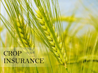crop-insurance