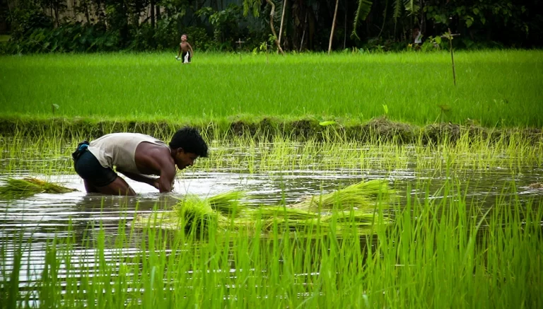 Bangladesh’s rice farmers tap underground ‘reservoirs’