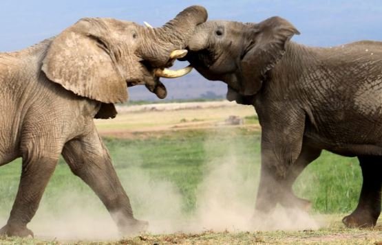 Elephants-fight Twitter