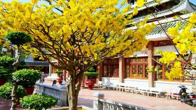 Photo of The love of Ochna Integerrima Tree – A Short Story from Vietnam