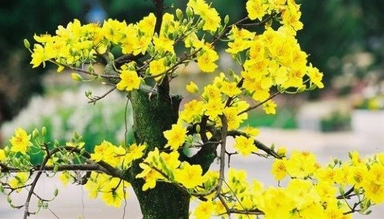 Ochna- flower Vietnam Plus