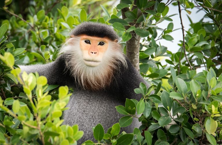 Old Sin and his little Langur – A Short Story from Vietnam