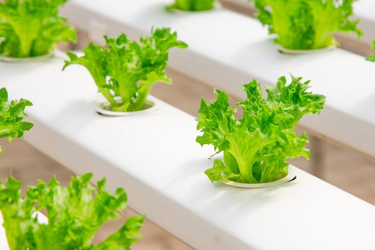 Experts suggest Hydroponic Farming in Pakistan