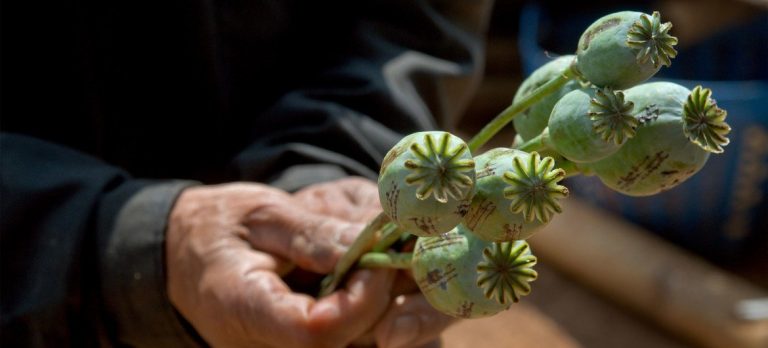 Afghanistan-Opium - Poppy Plant