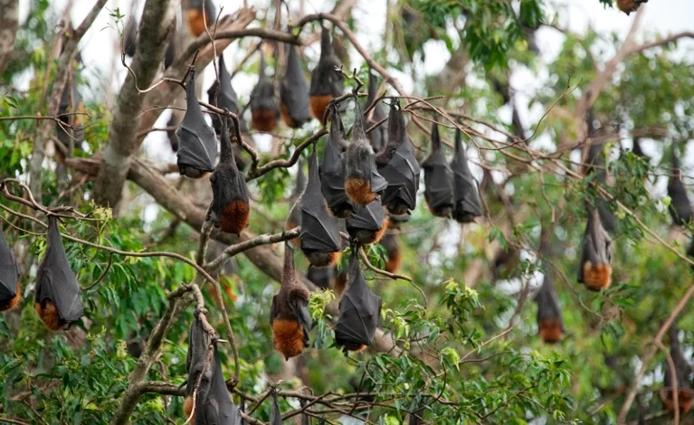 Photo of Why do bat viruses keep infecting people?
