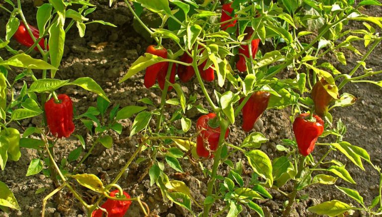 Salt-tolerant bacteria ‘can fight fungal attacks on chili’