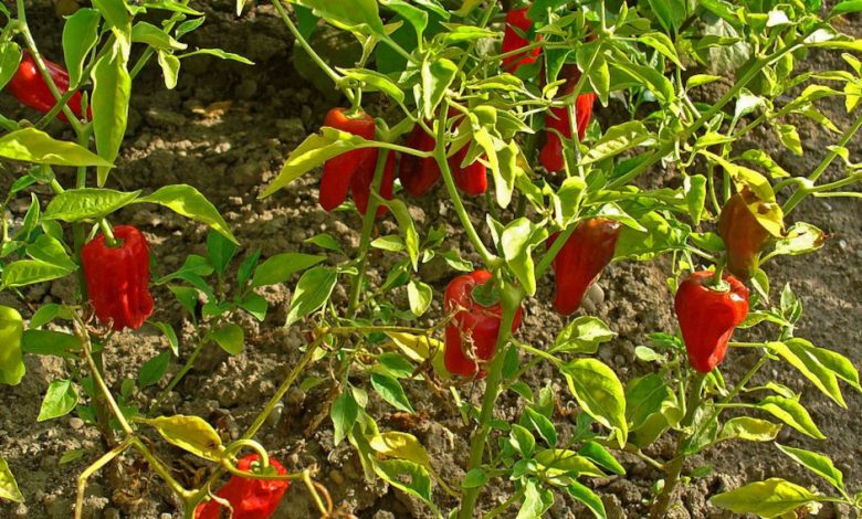 Photo of Salt-tolerant bacteria ‘can fight fungal attacks on chili’