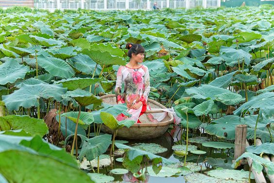 Photo of The wind writing on lotus leaves – Bouquet of Poems from Vietnam