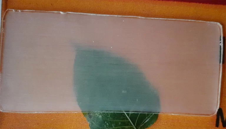 Transparent-wood