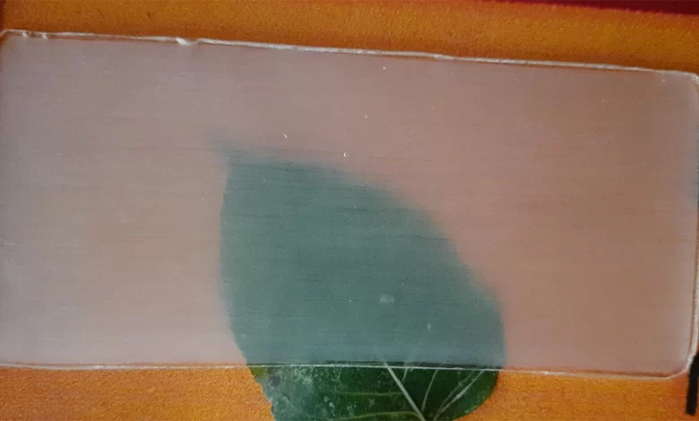 Transparent-wood