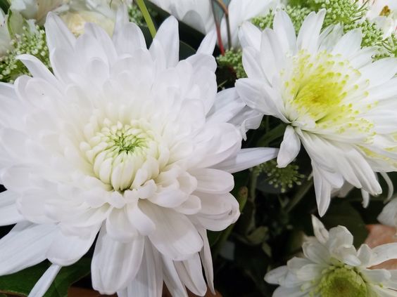 White Flower - Vietnam