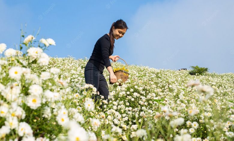 asian-woman-picking-chrysanthemum-flowers-mountain-girl-find-flower-keep-its-basket-outside_255544-79