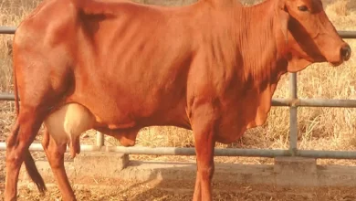 Photo of Red Sindhi Cow: A Popular Milch Cattle Breed for Huge Milk Production