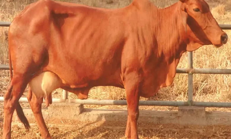 Photo of Red Sindhi Cow: A Popular Milch Cattle Breed for Huge Milk Production