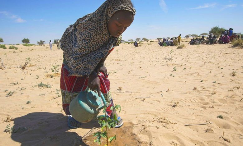 A young girl waters seedlings in Merea Lake Chad