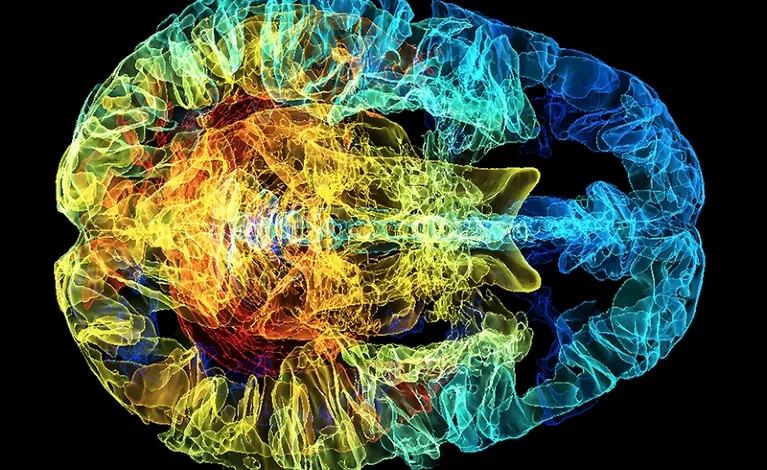 The cerebral cortex of a human brain