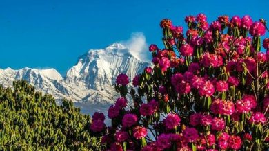 Photo of Flowering Love – A Poem from Nepal