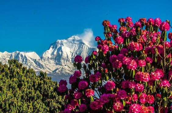 Flowering Love - Nepal Pinterest