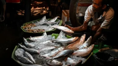 Photo of Why the Hilsa is as Sindhi as it is Bengali