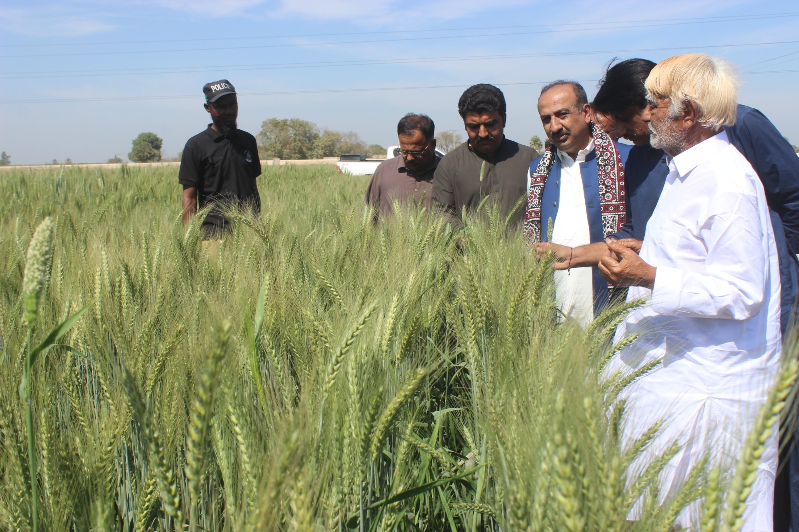 Wheat-Variety-Latif-Farm-Sindh Courier-1