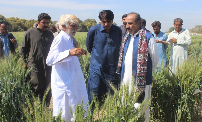 Photo of Research on new varieties of wheat