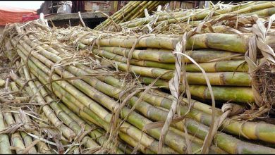 Photo of Sindh govt. to fix sugarcane price at Rs.450 per 40kg