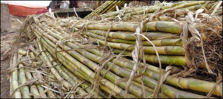 Sindh govt. to fix sugarcane price at Rs.450 per 40kg