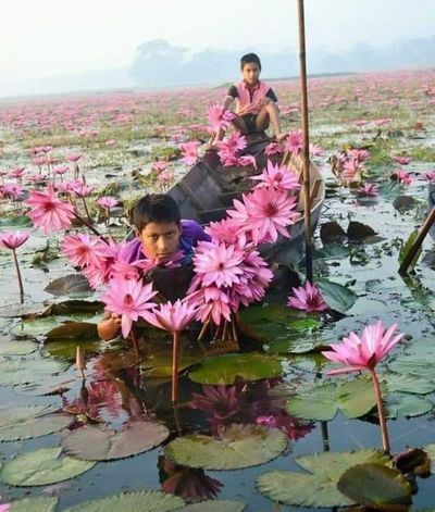 Blooming Lotus Flower – A Poem from Korea