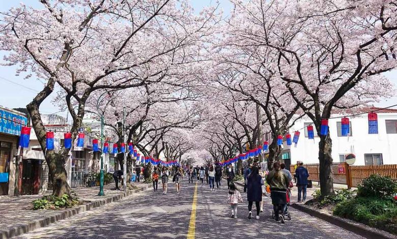 Jeju-South-Korea-Cherry-Blossom