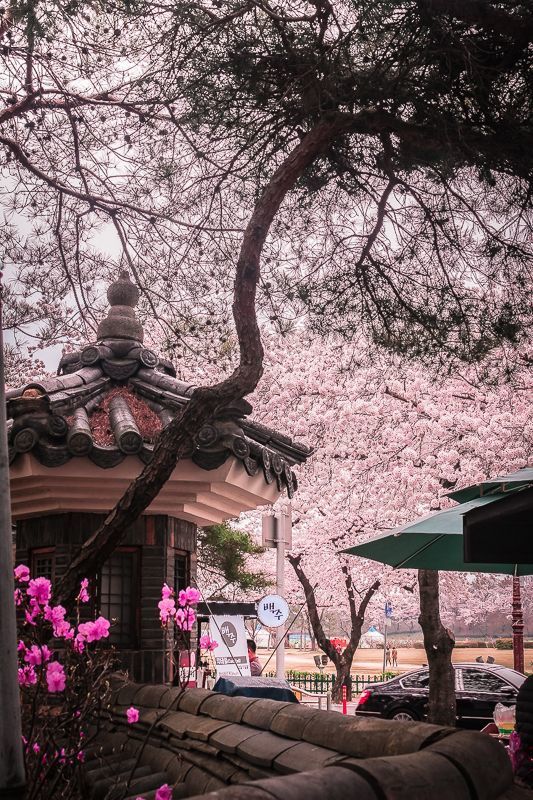 Korea-Flower- Pinterest