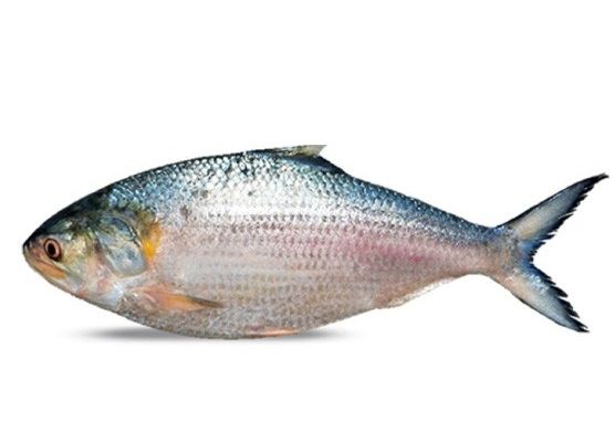 Palla fish Pinterest
