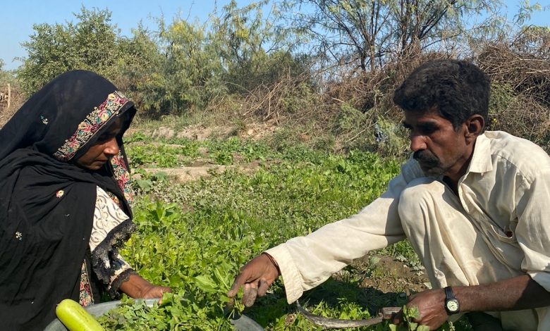 Sindh-Small-Farmers- Sindh Courier