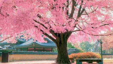 Photo of Tree’s Dream – A Poem from Korea, the Land of Morning Calm