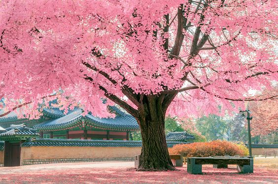 Photo of Tree’s Dream – A Poem from Korea, the Land of Morning Calm