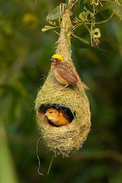 Birds-Nest Pinterest